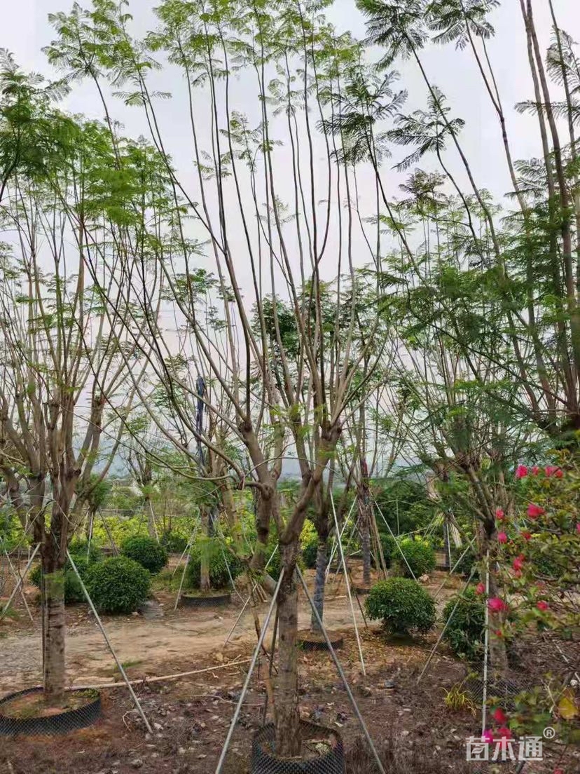 25公分蓝花楹