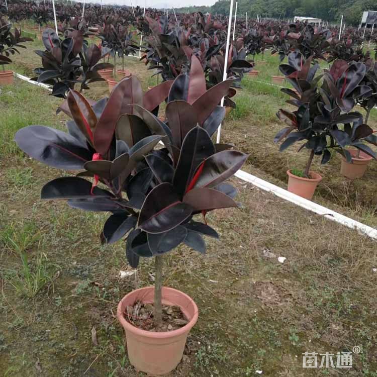 5公分黑金刚橡皮树