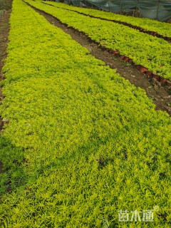 高度10厘米佛甲草