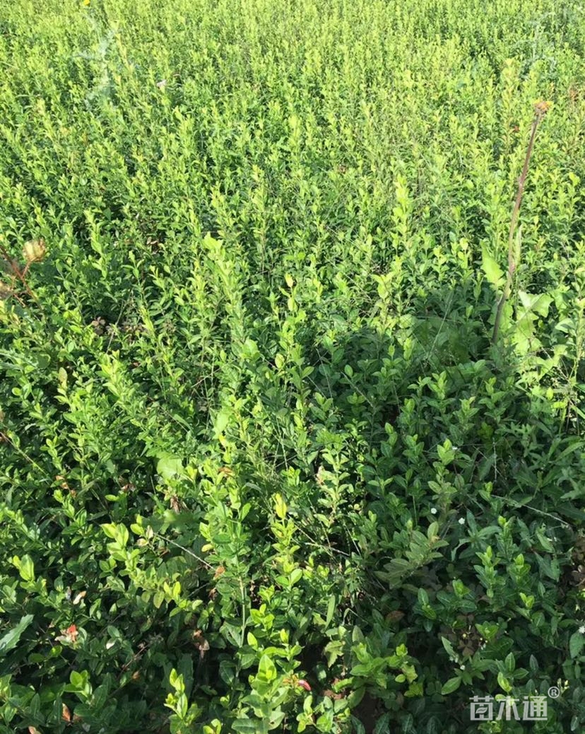 30厘米大叶扶芳藤