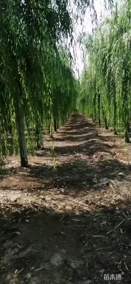 其他描述:济南佰忆园林绿化苗木【柳树之乡--柳树之乡】大量供应各种