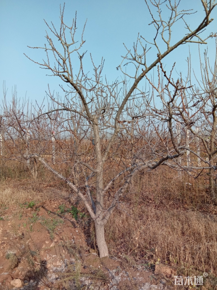 其他描述:杏树,,嫁接红梅杏树桩,,1--30公分杏树有量种植状态:移栽苗