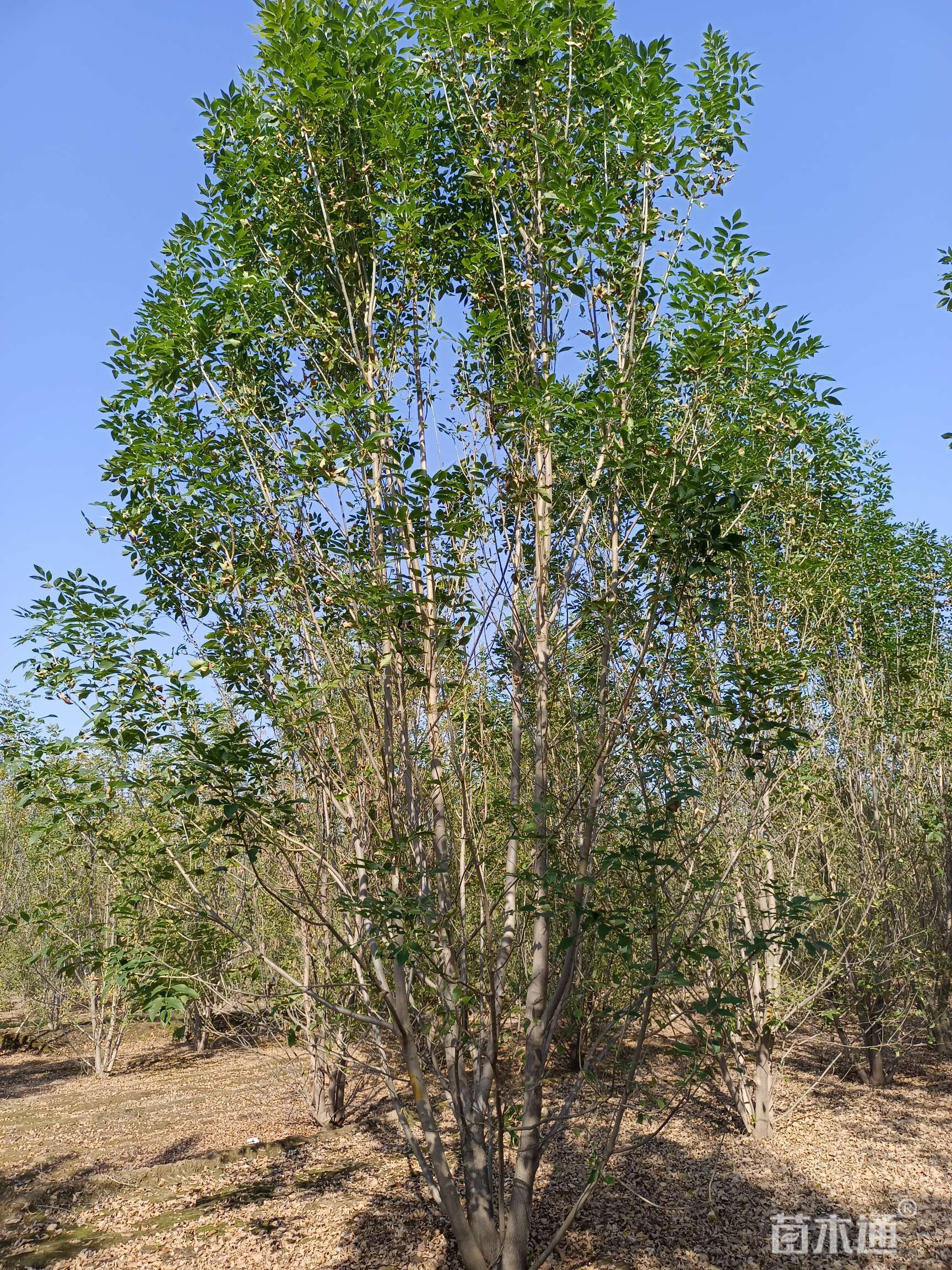 高度800厘米丛生白蜡