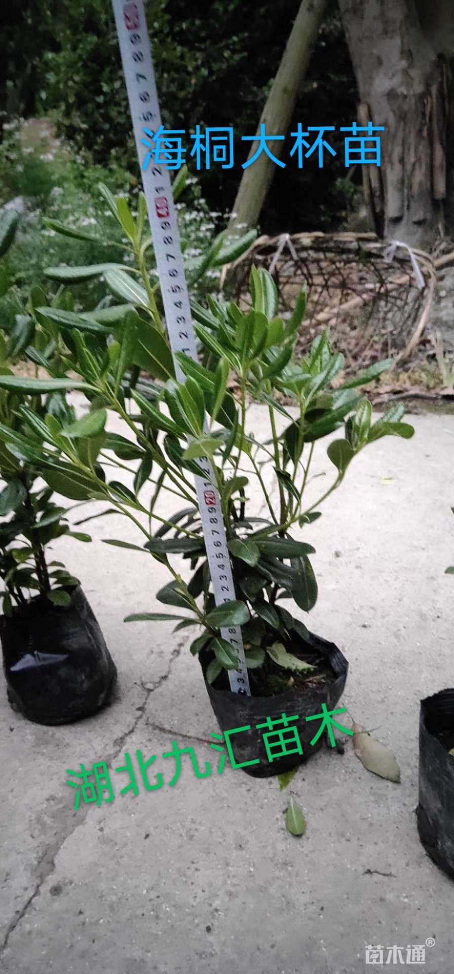 高度20厘米红花继木
