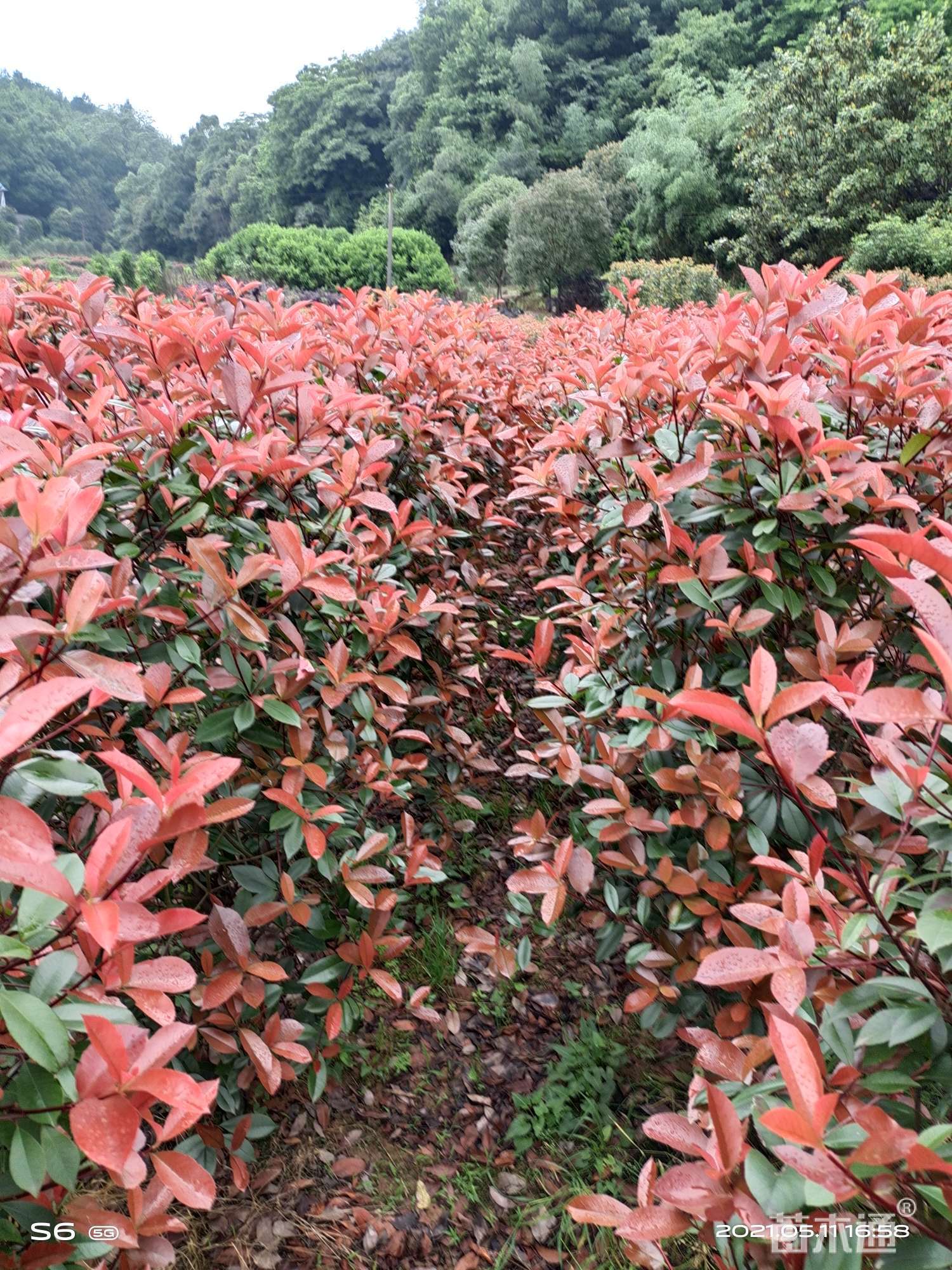 高度120厘米红叶石楠柱