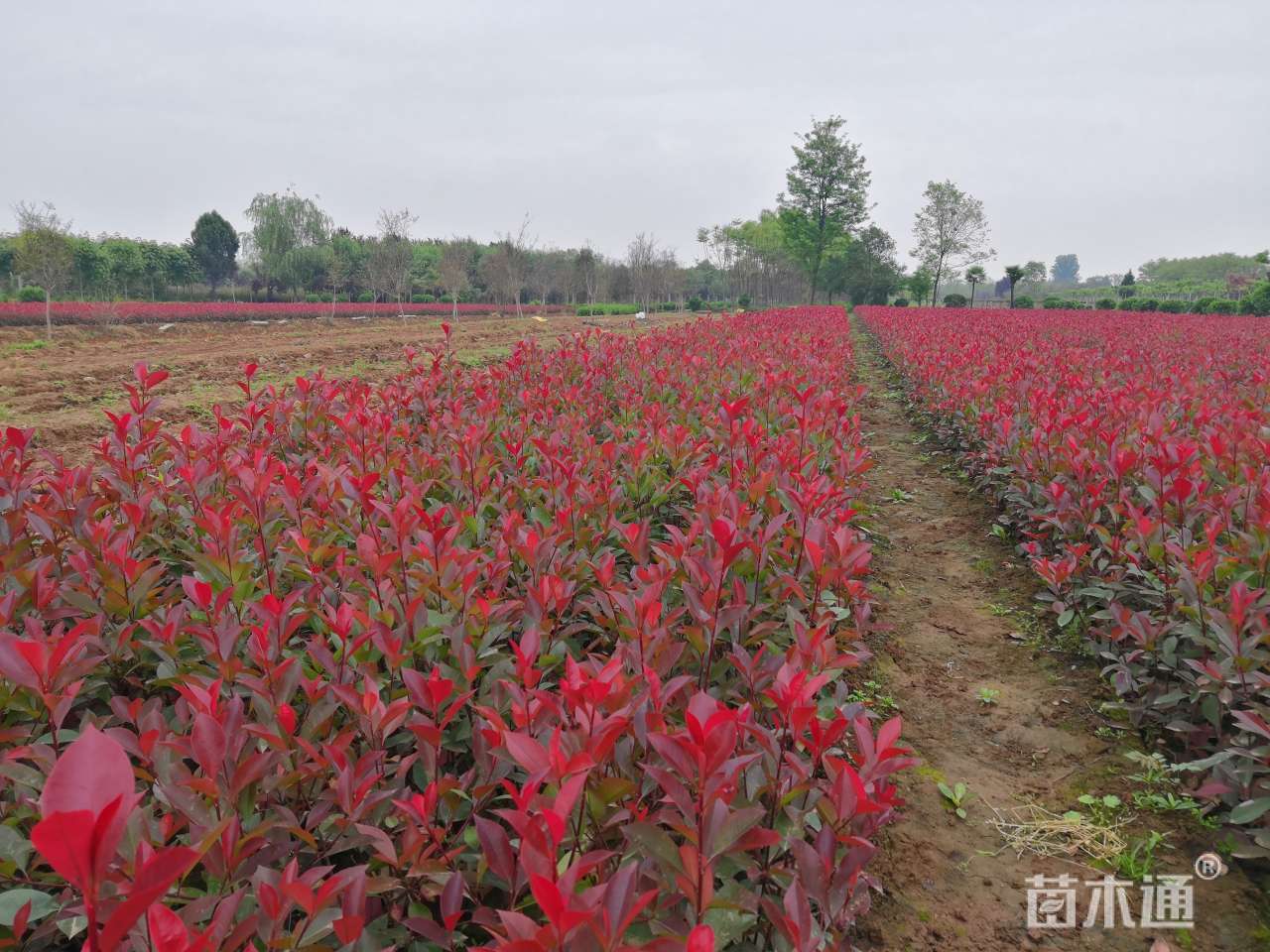 [红叶石楠小苗批发]高度40厘米红叶石楠小苗 1.35元/株 若干株 苗木通