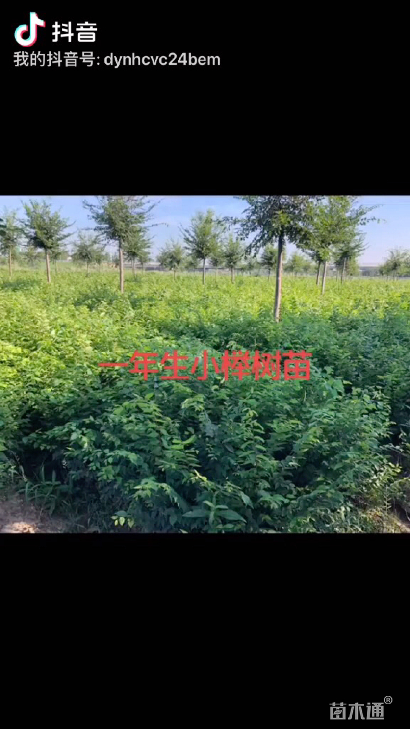 榉树小苗,朴素小苗,乌桕小苗树形:自然形土质:黑土树冠:全冠种植状态