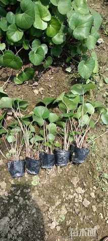 高度25厘米大吴风草