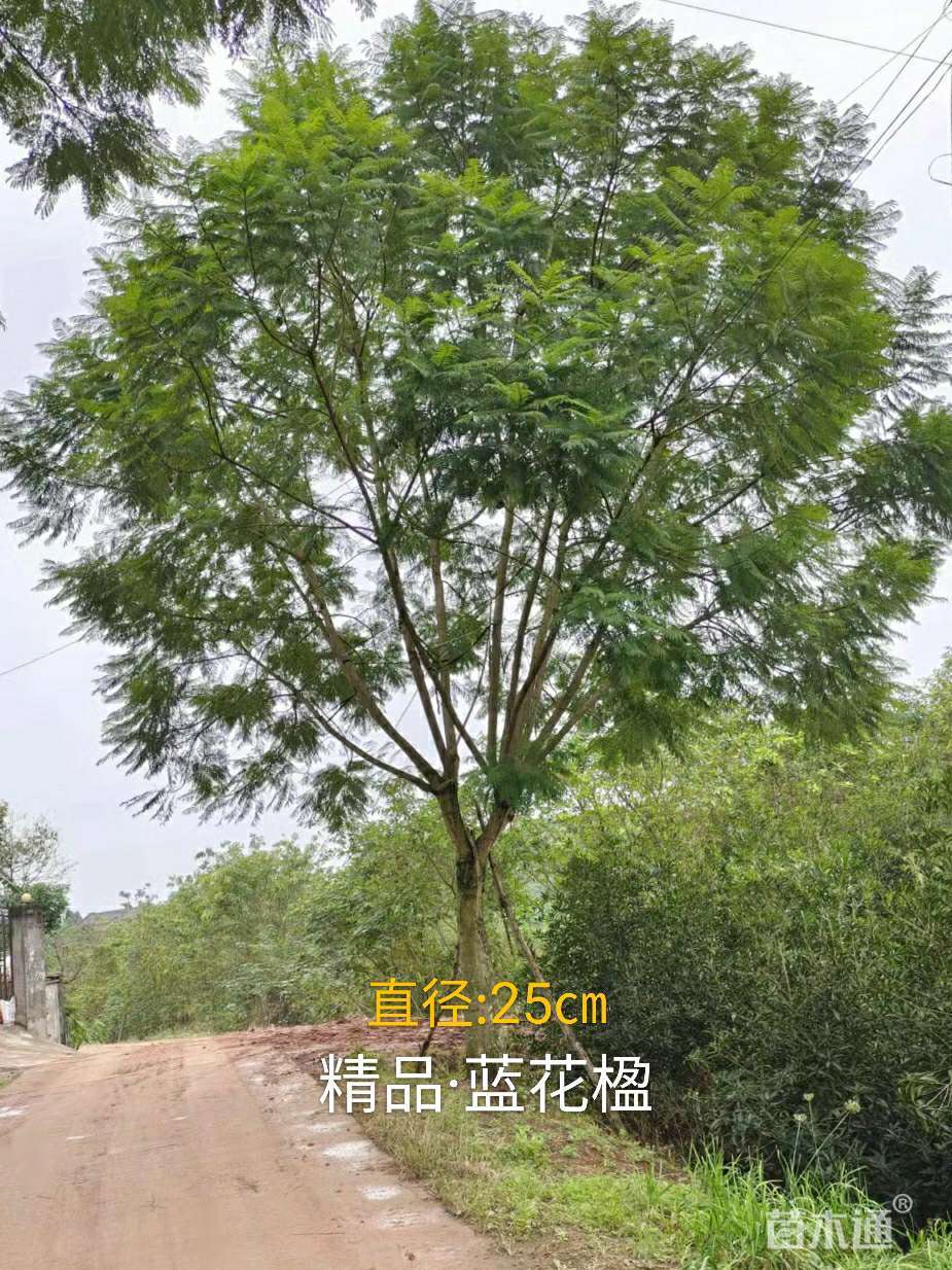 25公分蓝花楹