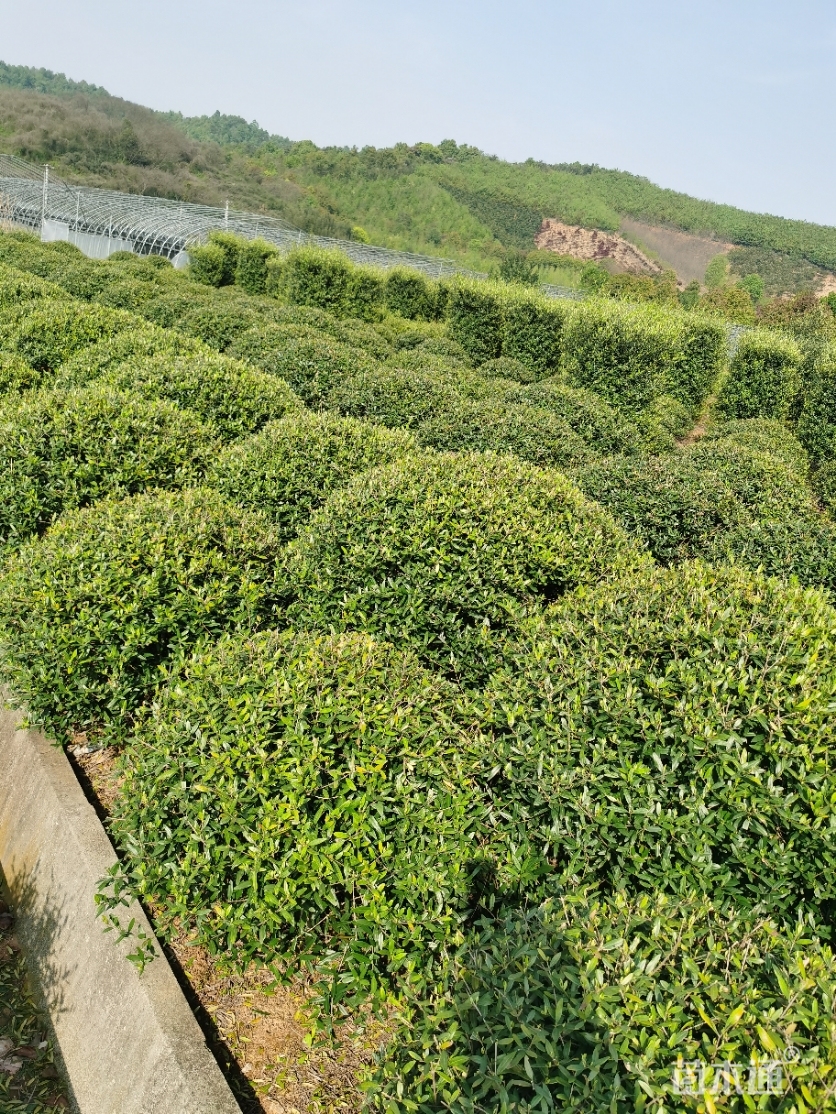 高度120厘米尖叶木樨榄球