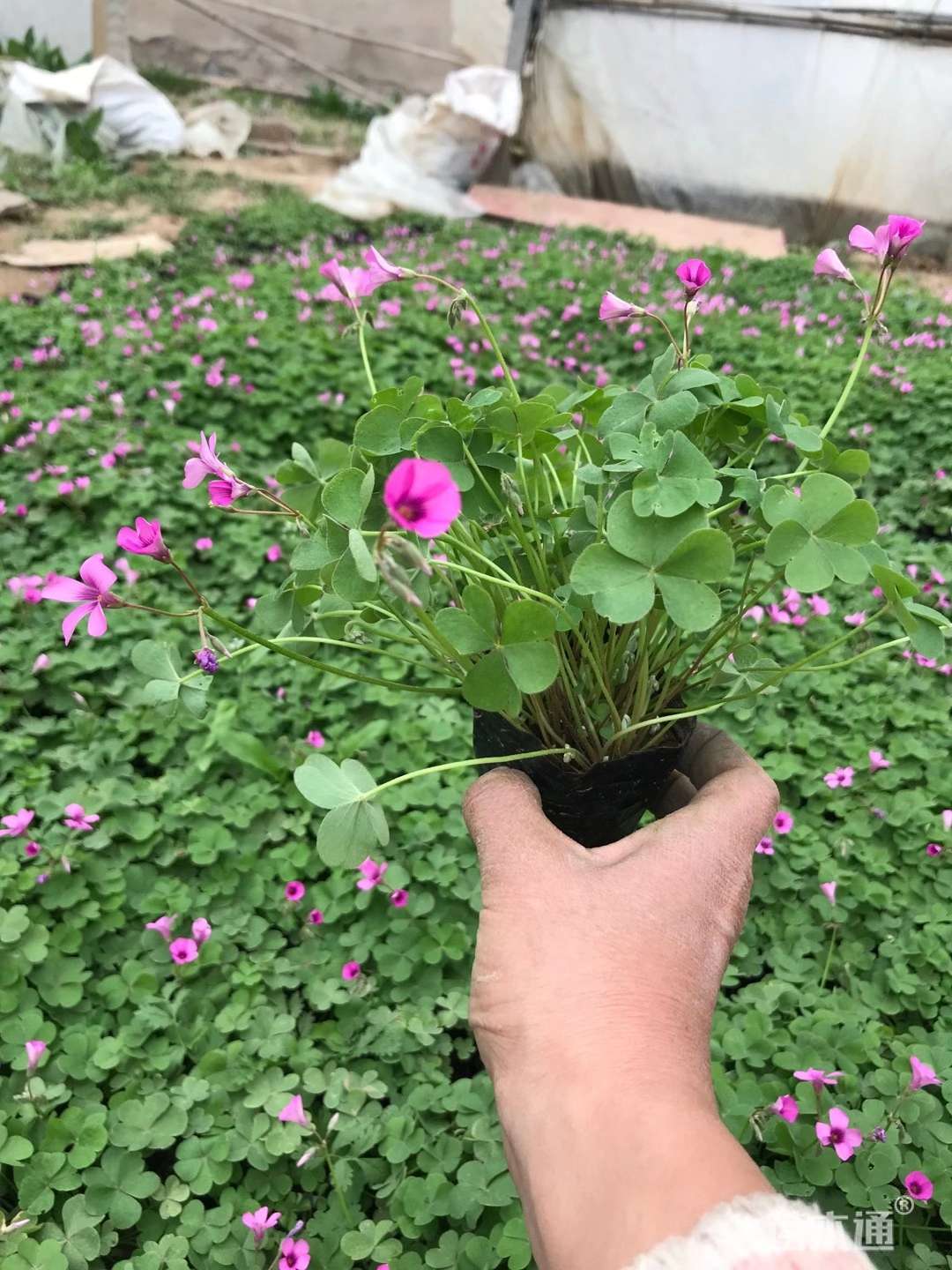 高度12厘米红花酢浆草