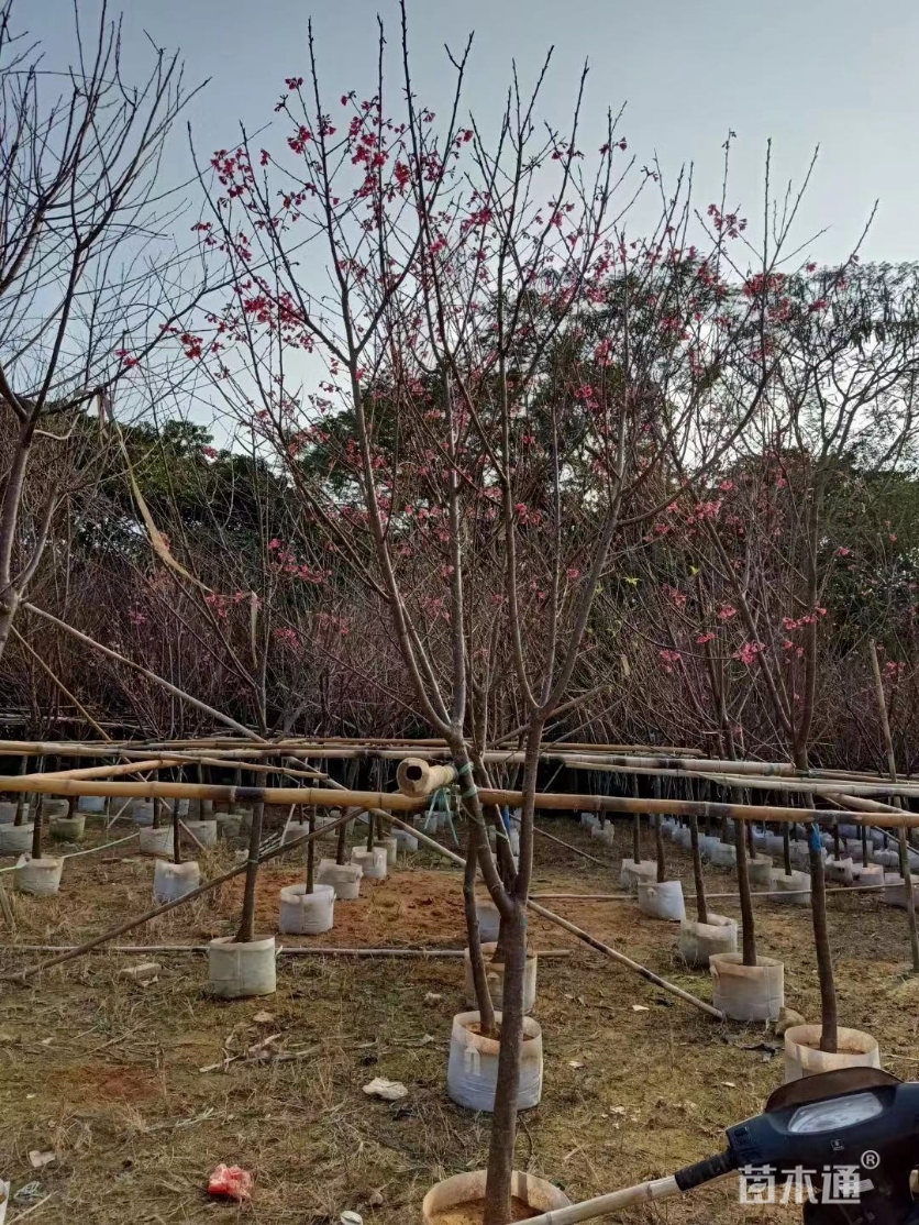 7公分福建山樱花