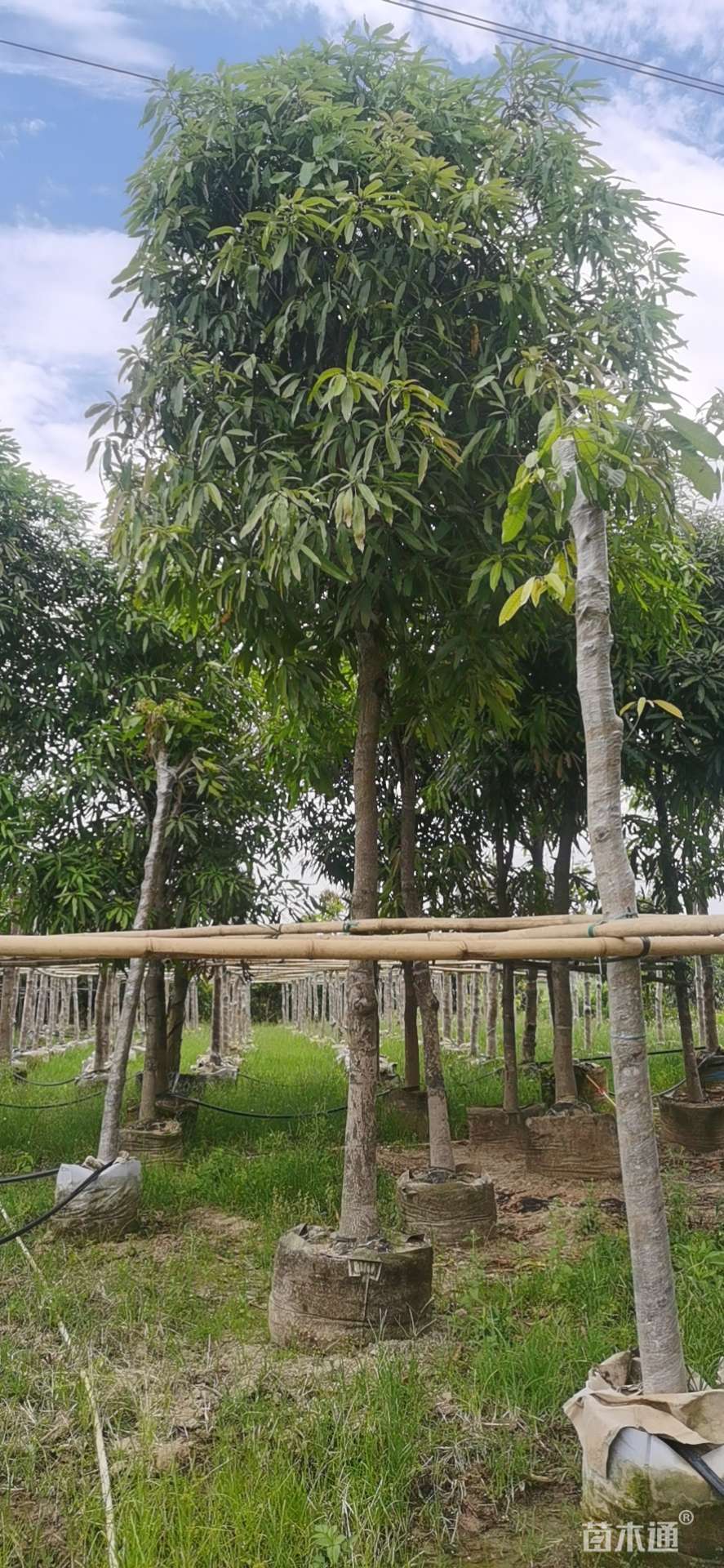 13公分扁桃