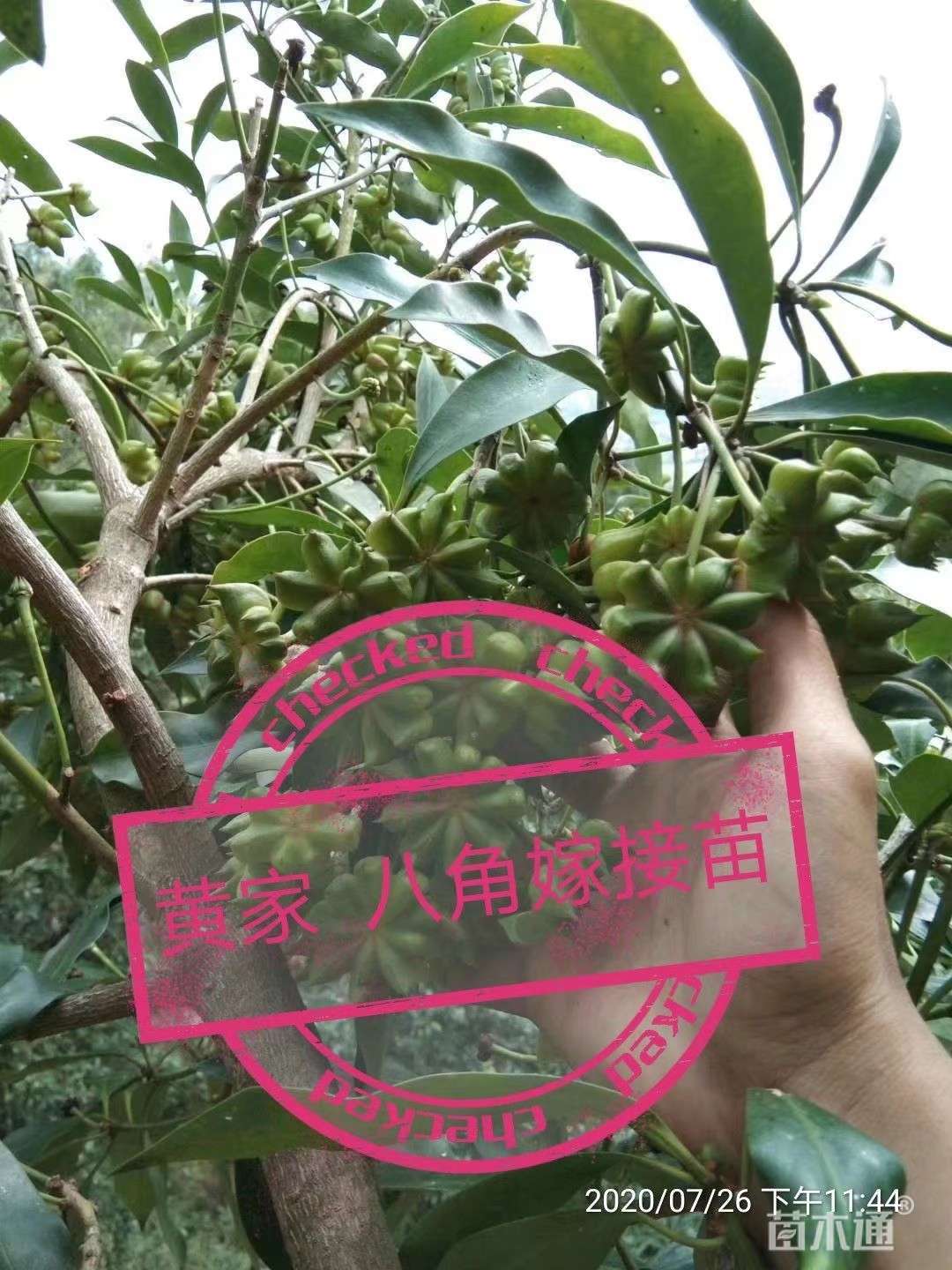 10公分八角茴香