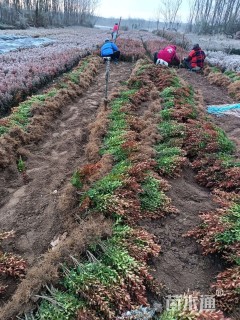 高度30厘米小叶黄杨