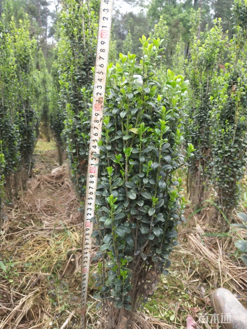 高度100厘米直立冬青