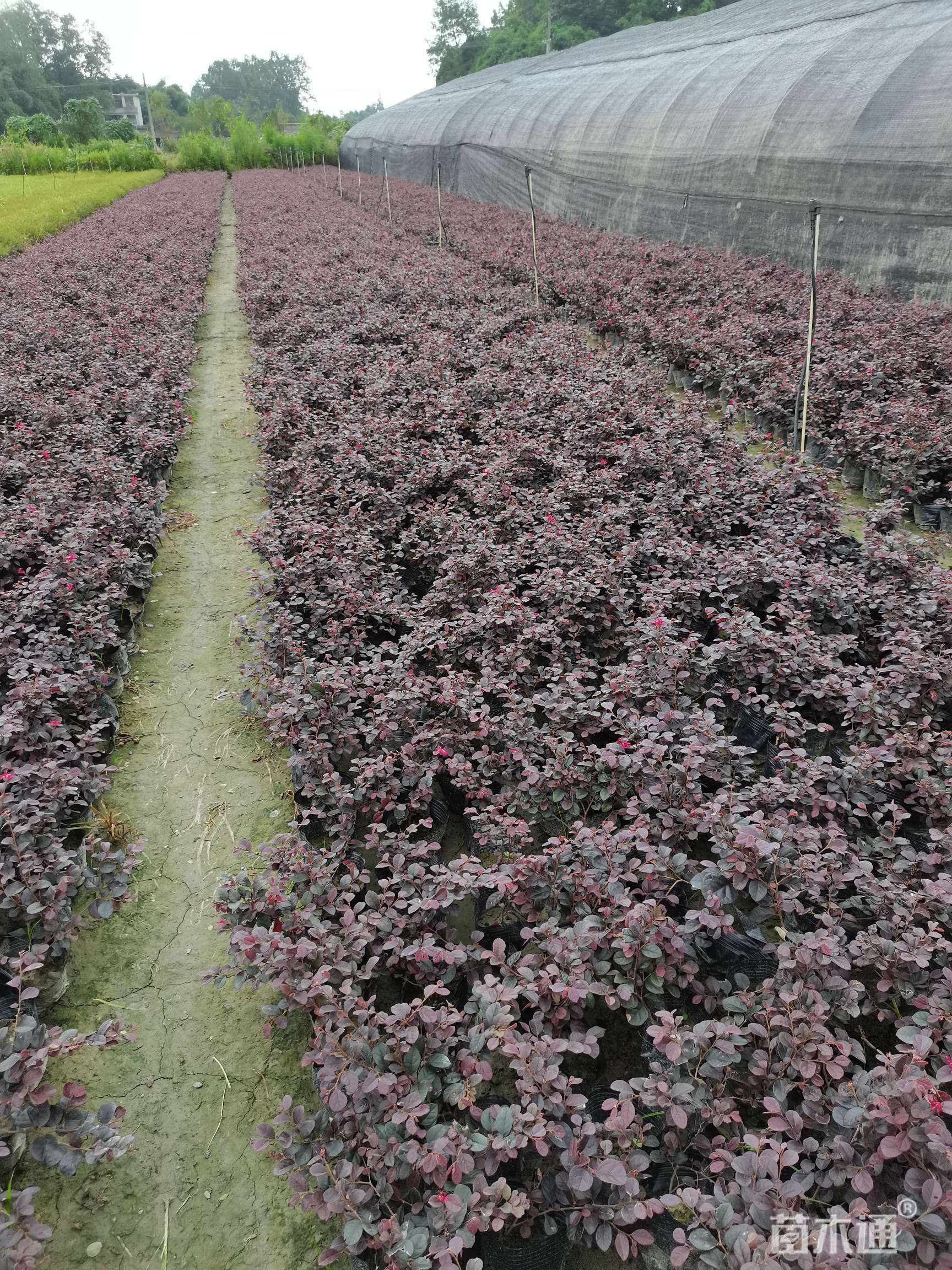 [红花继木批发]高度25厘米红花继木 电议/株 50000株