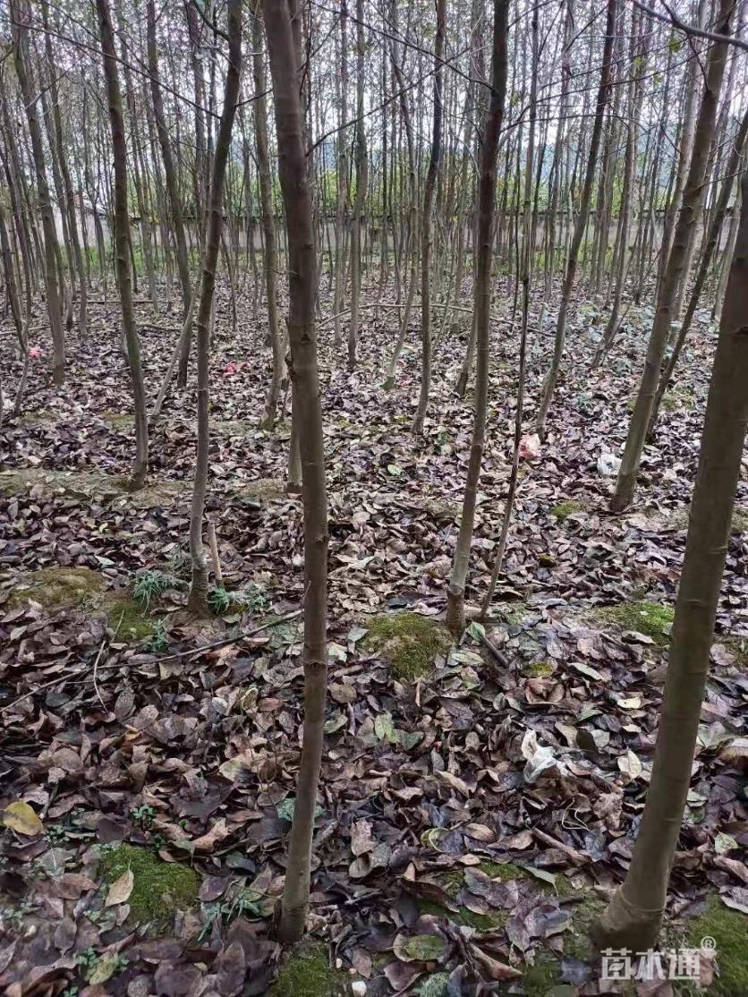 高度100厘米半边枫