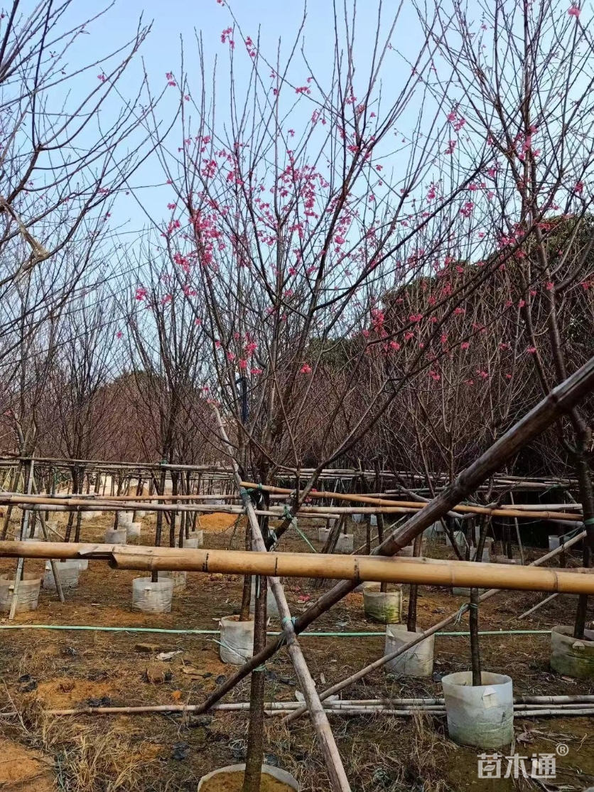 7公分福建山樱花