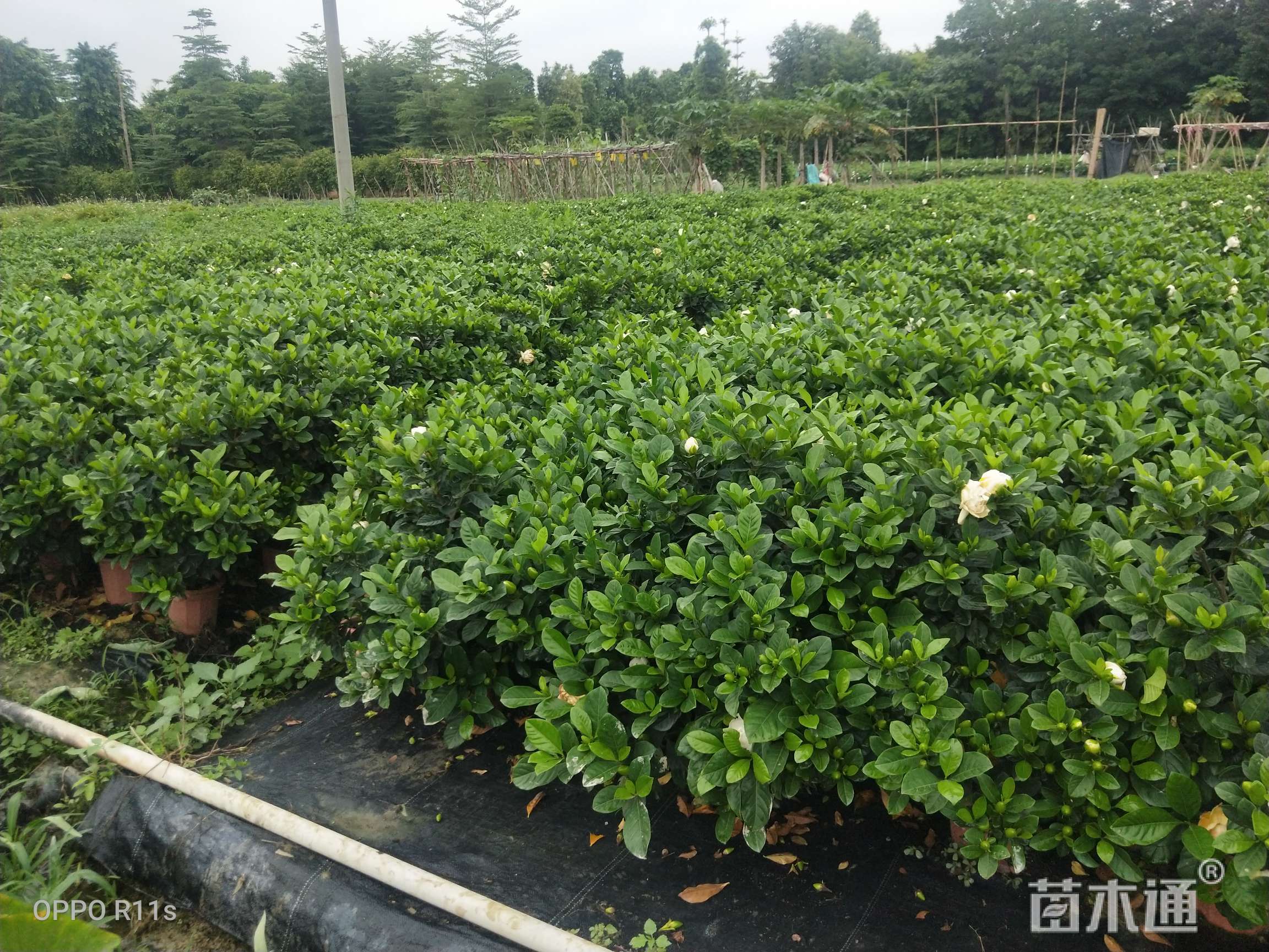 [栀子花批发]高度50厘米栀子花 8.00元/株 若干株