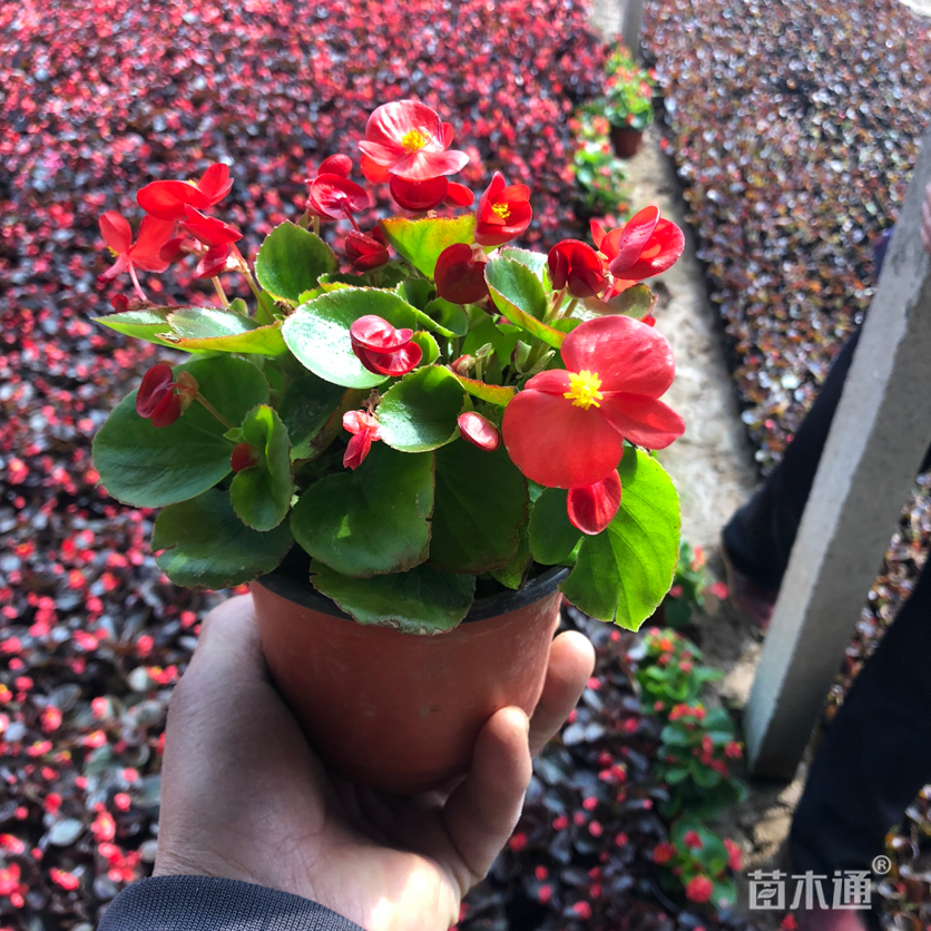 高度15厘米四季海棠