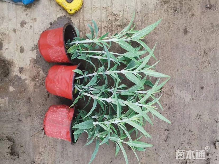 高度15厘米墨西哥鼠尾草