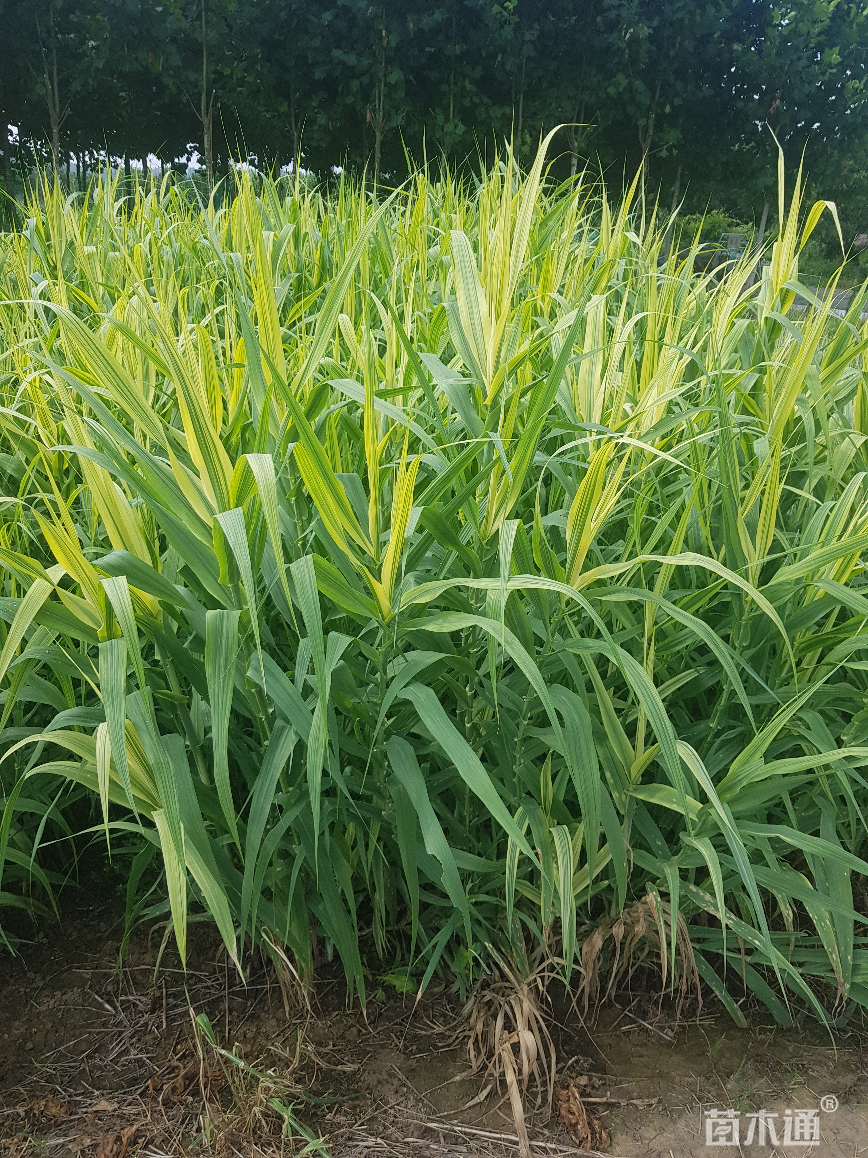 高度80厘米花叶芦竹