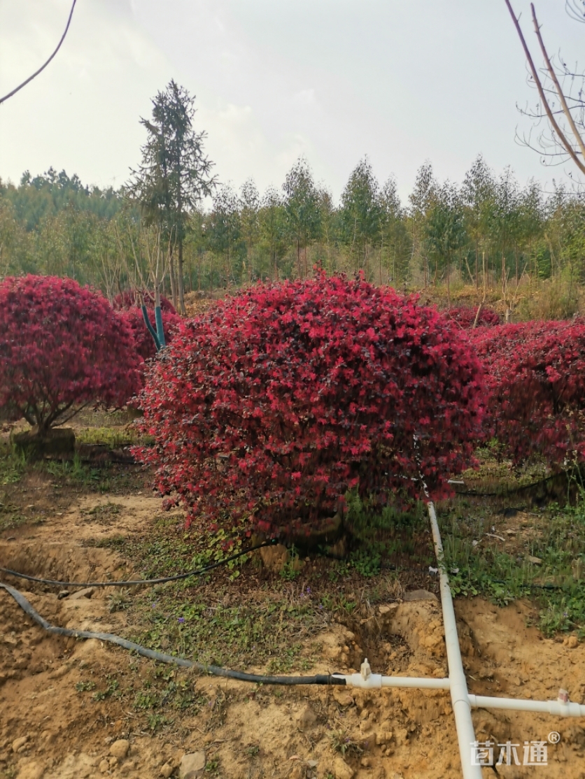 冠幅150厘米红花继木球