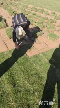 草卷状马尼拉草