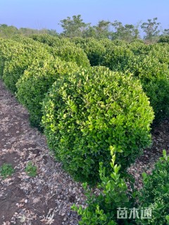 冠幅125厘米大叶黄杨球