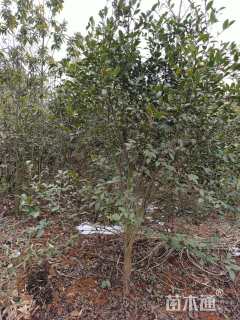 高度180厘米油茶