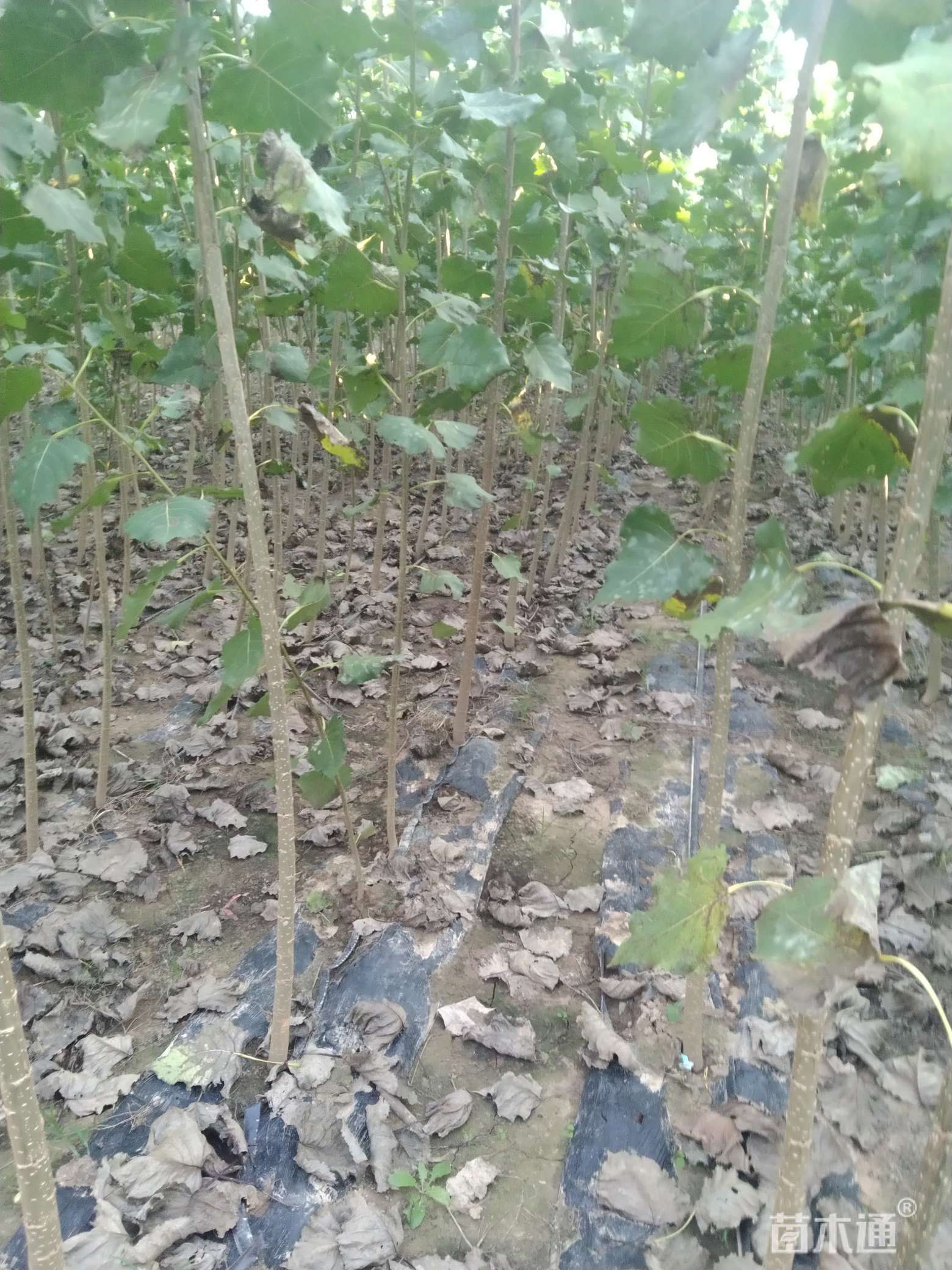 种植状态:原生苗                  其他描述:杨树苗