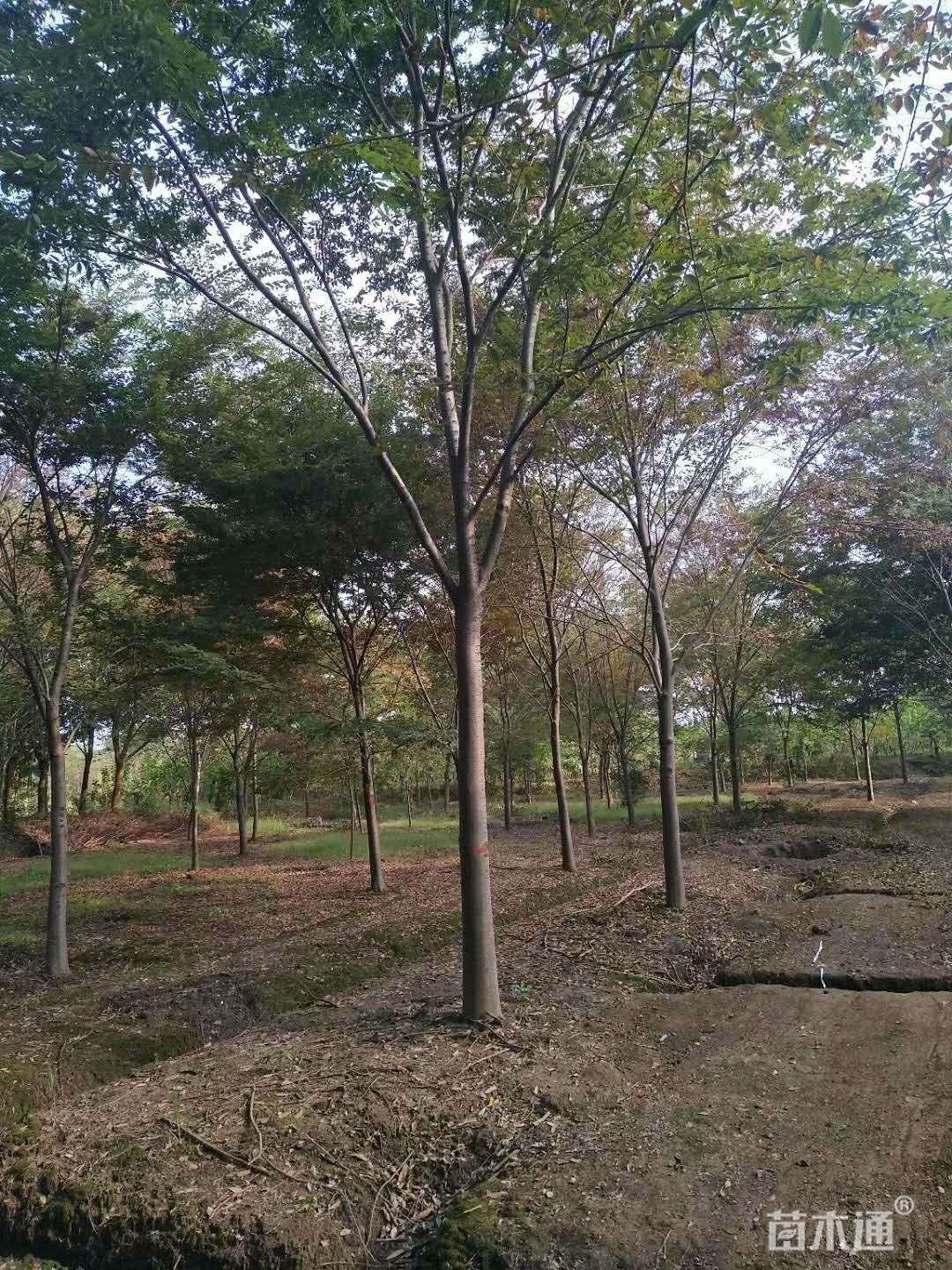 25公分榉树