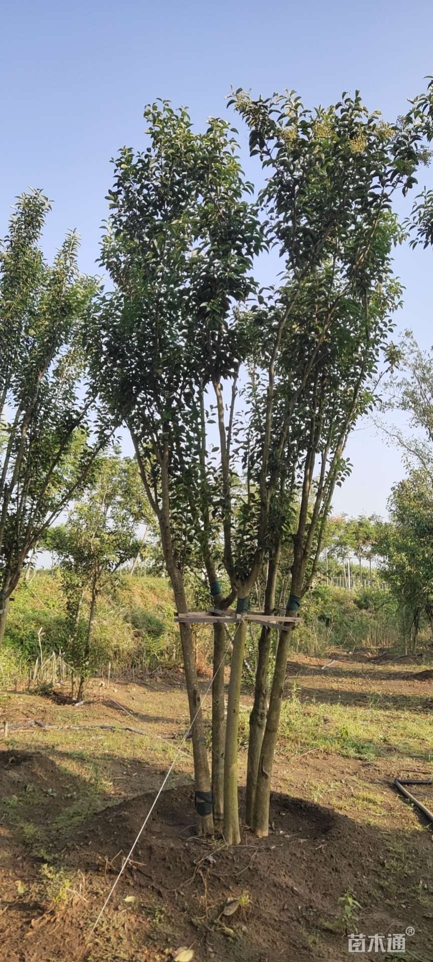 高度400厘米丛生大叶女贞