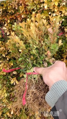40厘米红花继木