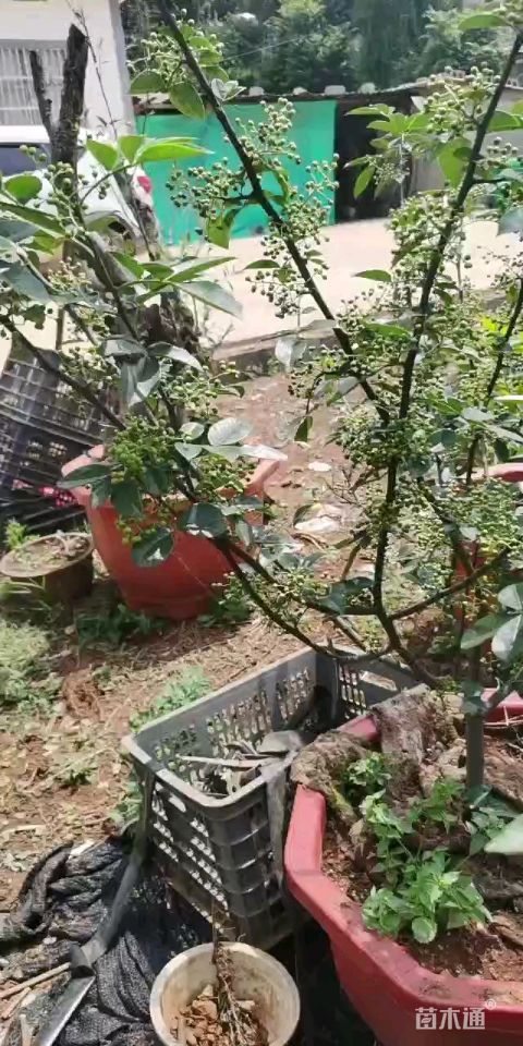 高度30厘米花椒