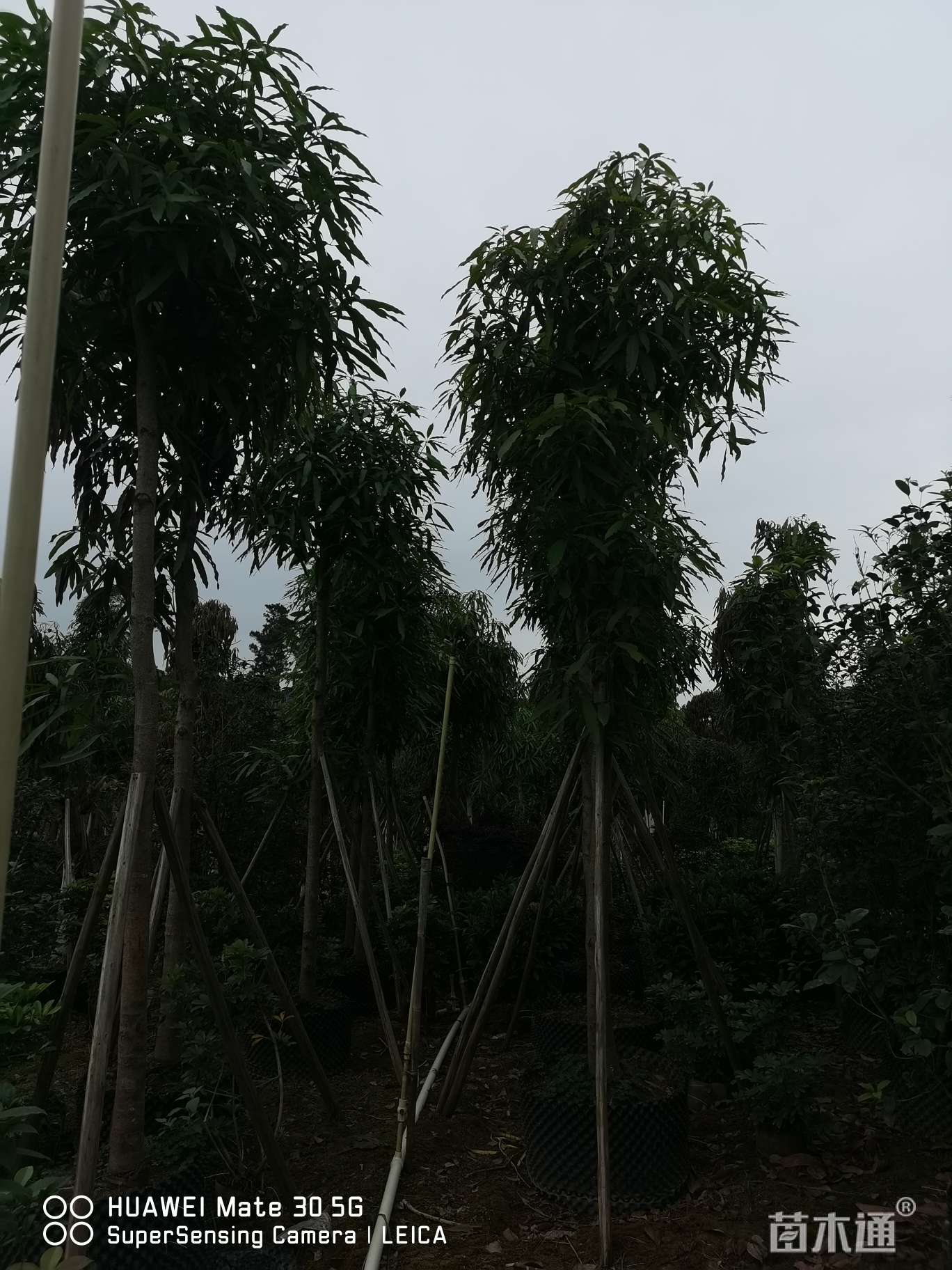 9公分扁桃