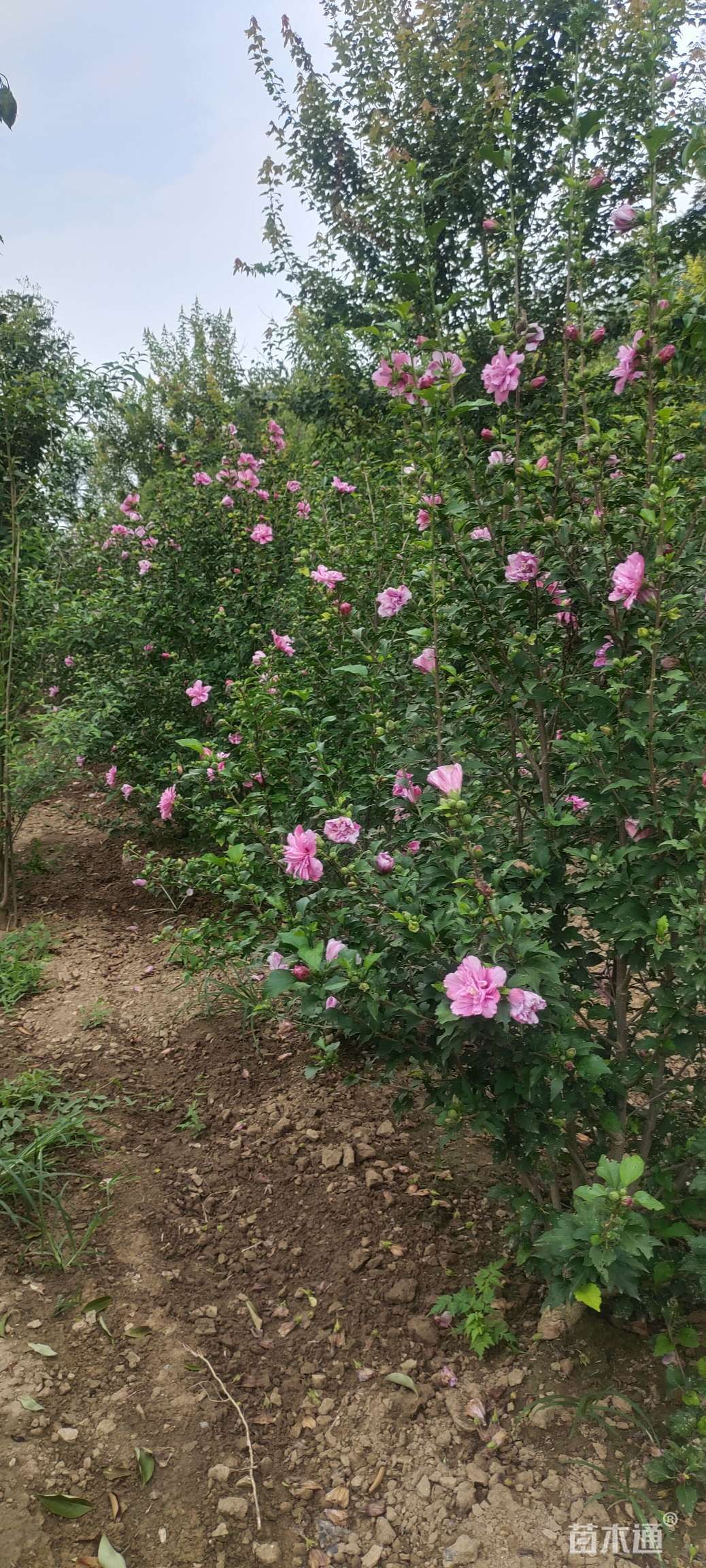 高度200厘米红花木槿