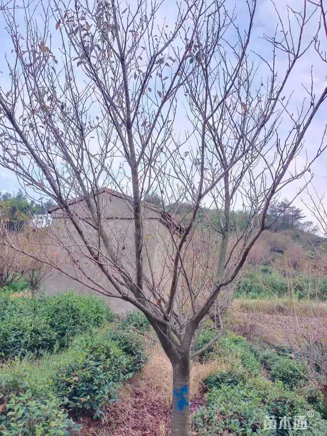 14公分日本晚樱