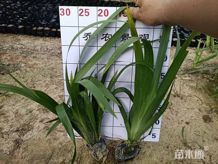 高度15厘米紫鸢尾