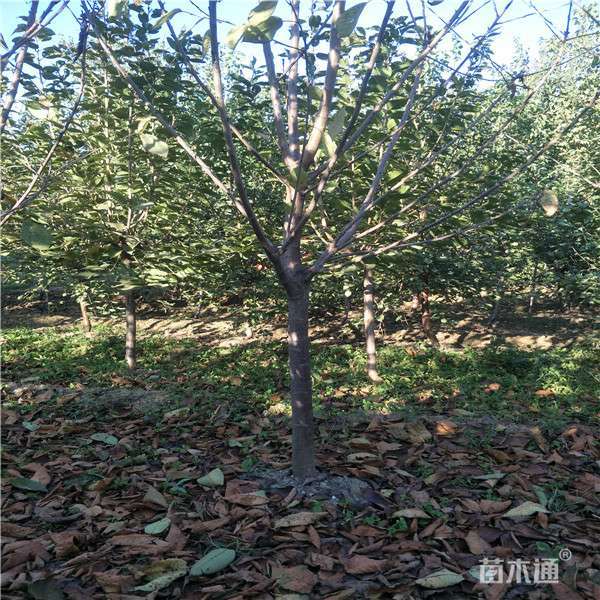 3公分苹果树