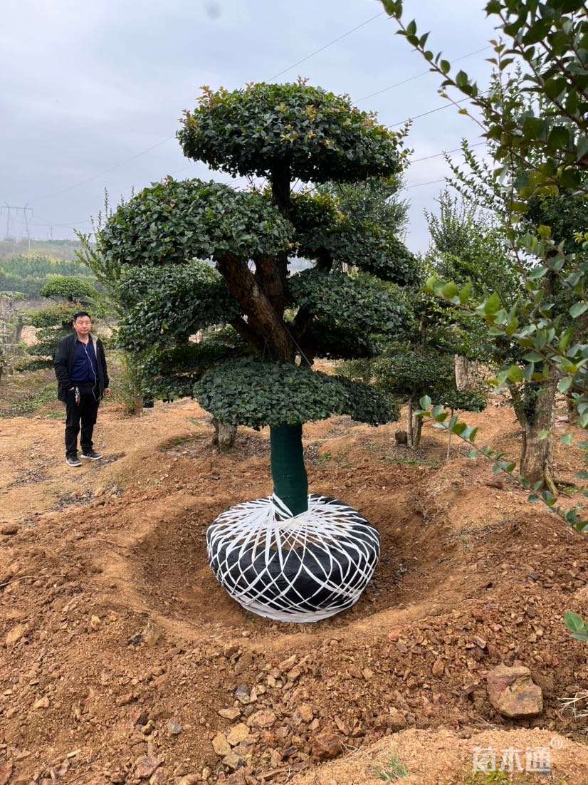 其他描述:精品造型刺冬青,湖北货源,移栽多年苗,有需要的老板可以联系