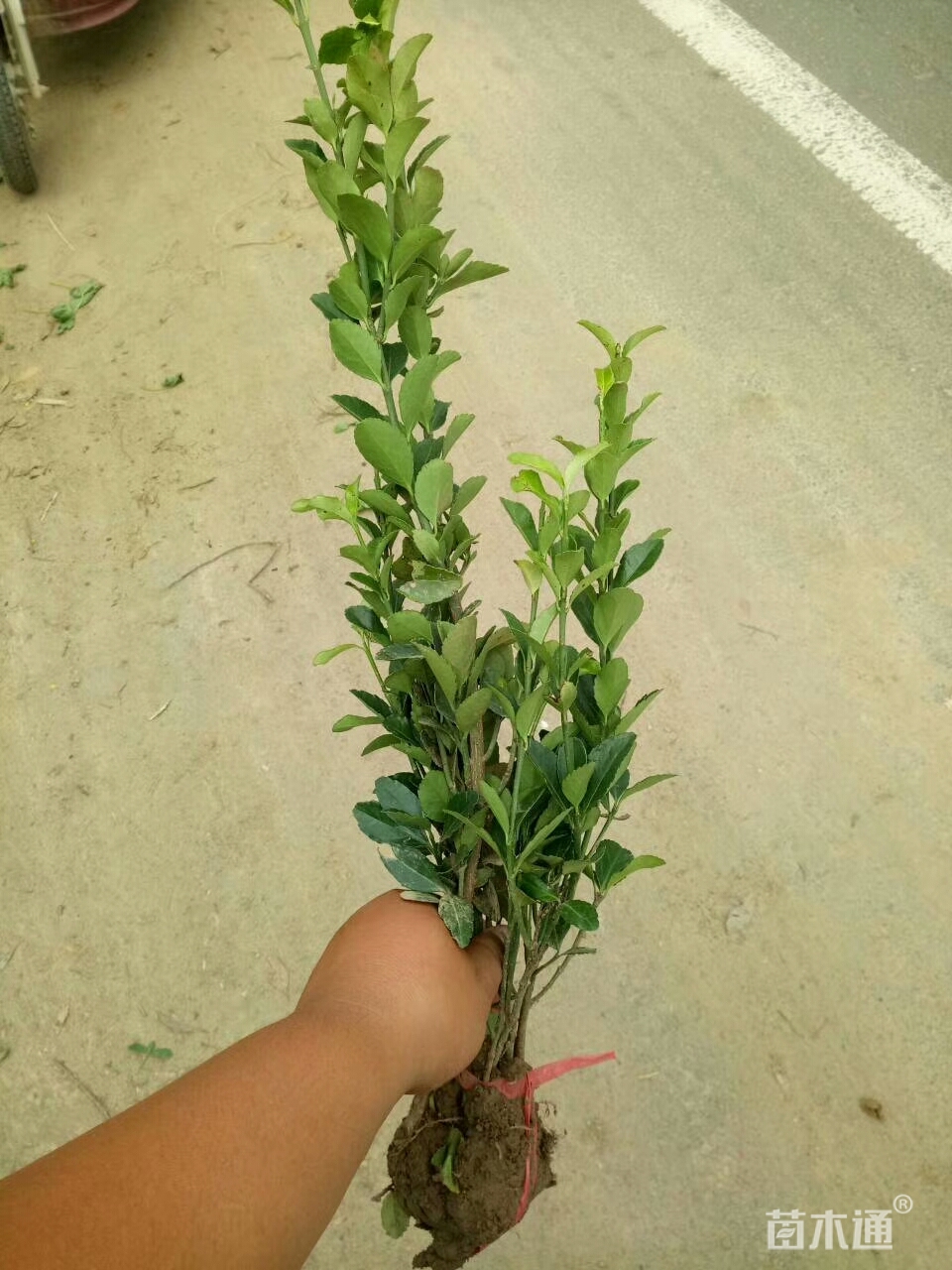 高度55厘米冬青卫矛