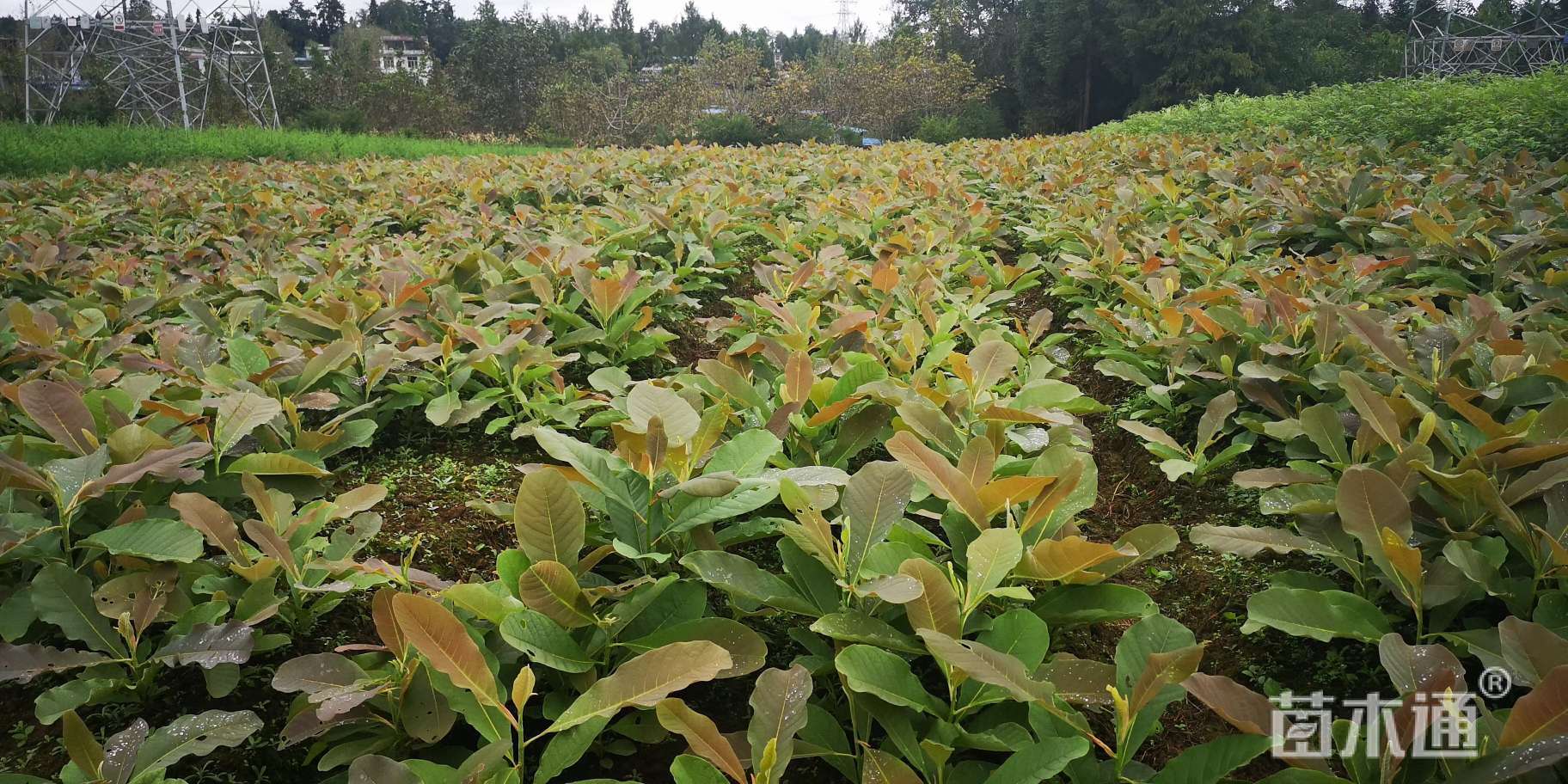 高度40厘米厚朴小苗