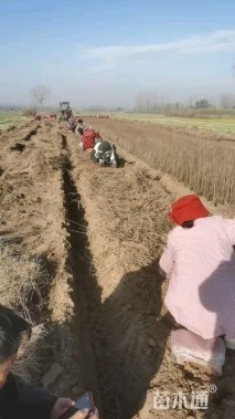 高度40厘米紫穗槐