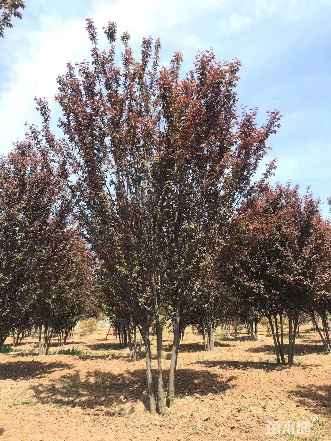 高度500厘米丛生紫叶李