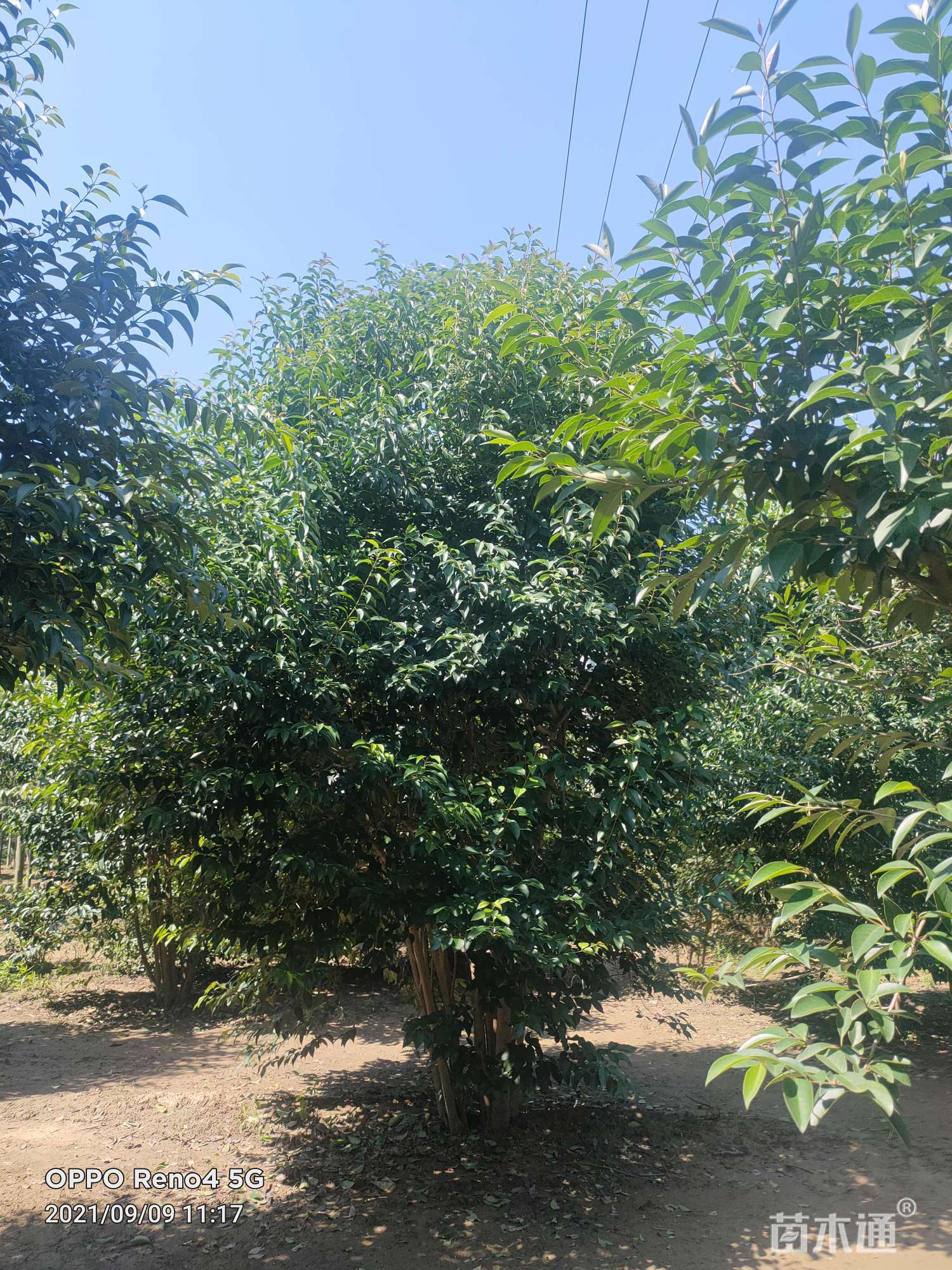 400厘米丛生大叶女贞