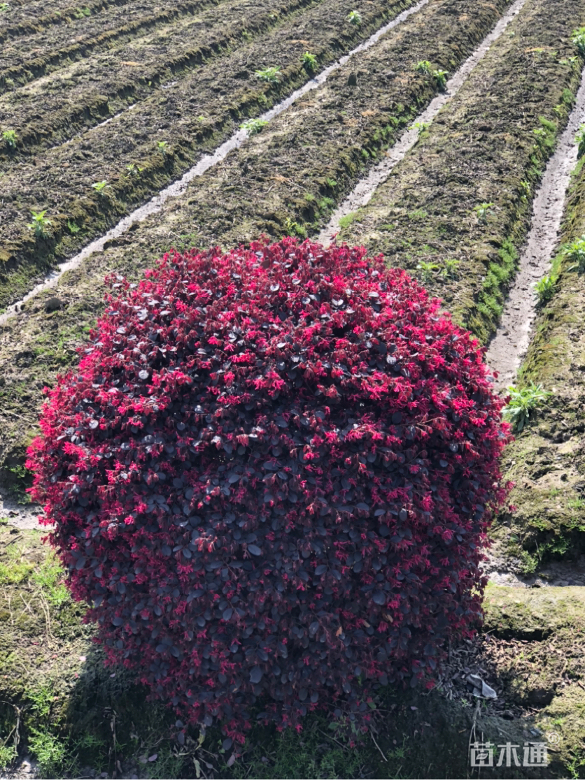 冠幅120厘米红花继木球