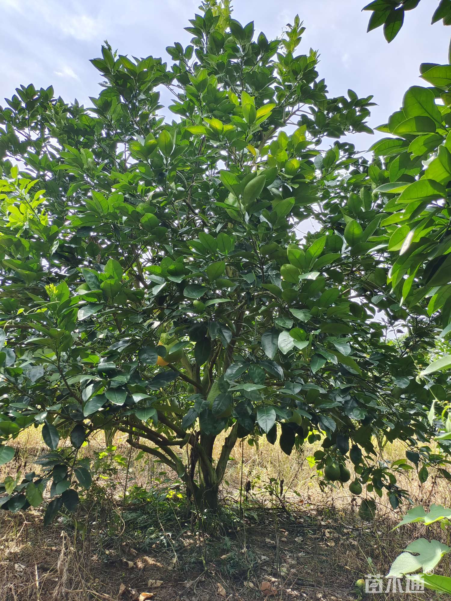 其他描述:柚子树苗木形态:丛生分枝点:20-20厘米树形:自然形土质:黄土