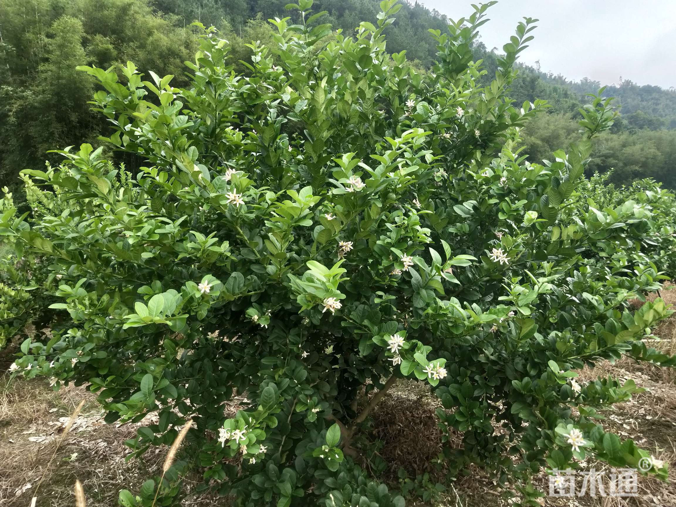 高度30厘米香水柠檬